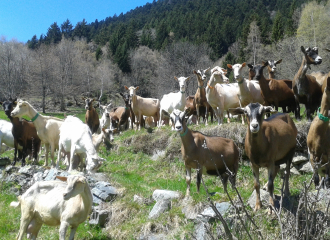 Troupeau de chèvres en alpage