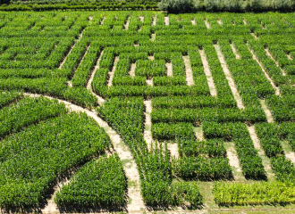 Labyrinthe végétal