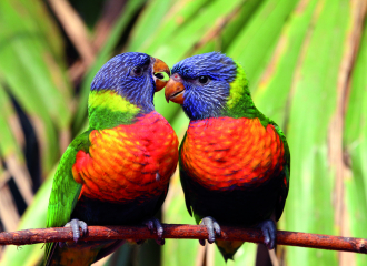 Couple de loriquets