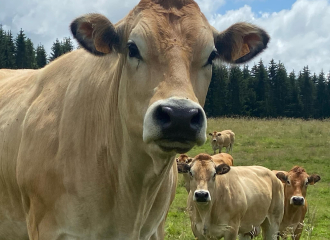 Vache parthenaise de la famille Guillot à Lilignod