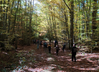 Arbre foret ecouges