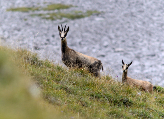 Randonnée photo : Journée avec les chamois et les marmottes - Atypique Rando