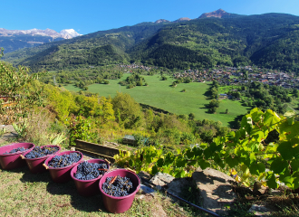 Vignes de La Côte d'Aime