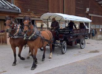 Horse-drawn carriage ride with meal