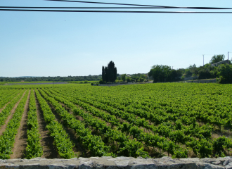 Les Vignes