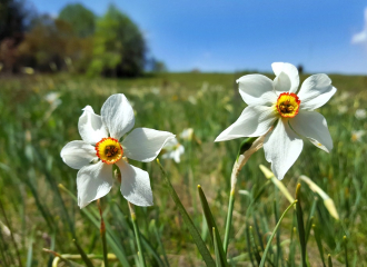 Narcisses sur le Plateau de Retord