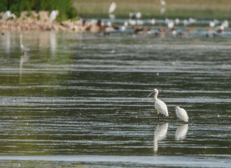 Spatule blanche et Aigrette garzette