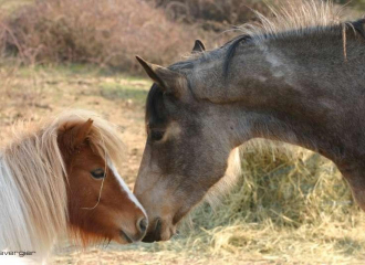 Les chevaux