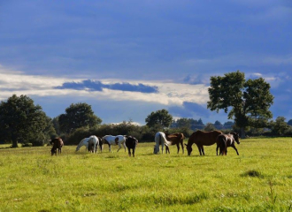 Prairie de 40 hectares