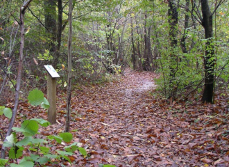 Sentier forestier