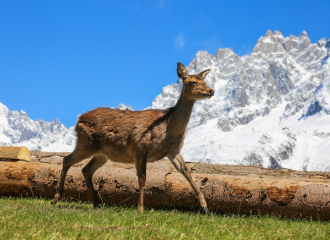 parc animalier merlet - faon